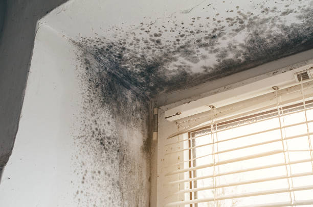 Affordable Mold Cleanup solutions in Chesapeake, VA